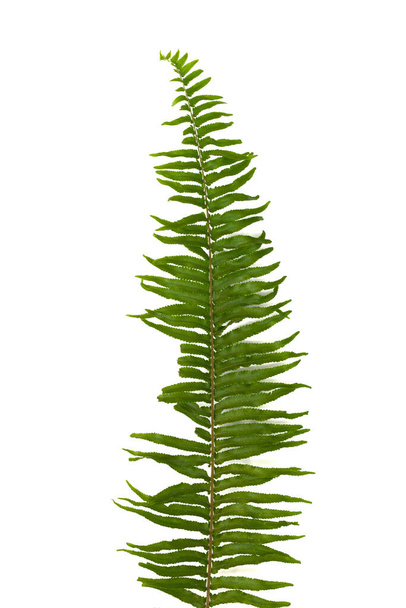Helecho hojas espada helecho aislado sobre fondo blanco - Foto, Imagen