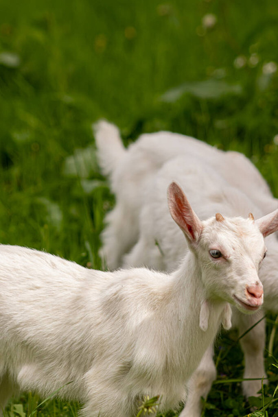 Small domestic goat grazing - Photo, Image