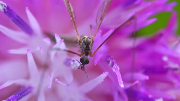 Makró kilátás Crane repülni a rózsaszín virág. Tipula maximumok. - Felvétel, videó