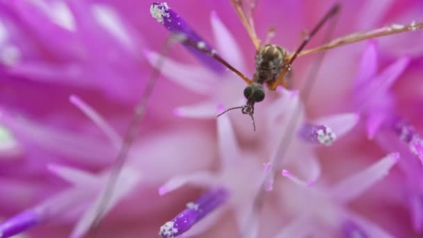 Macro vista do guindaste voar sobre a flor rosa. Tipula maxima. - Filmagem, Vídeo