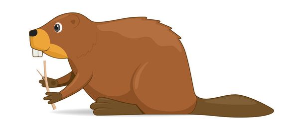 Beaver animal standing on a white background. Cartoon style vector illustration - Vector, Image