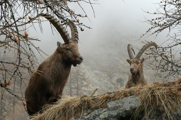 ibex de Capra - Foto, Imagen
