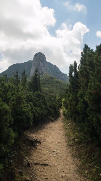 Chemin dans les montagnes avec des arbres et des rochers plus loin - Photo, image