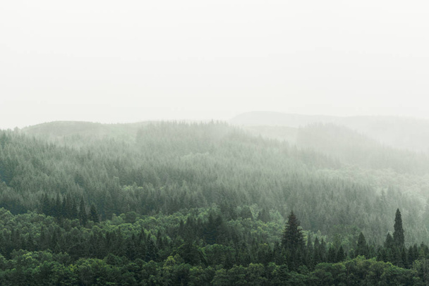 Arbres verts avec brouillard sur une montagne - Photo, image