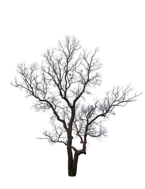 Halott fa elszigetelt fehér háttér - Fotó, kép