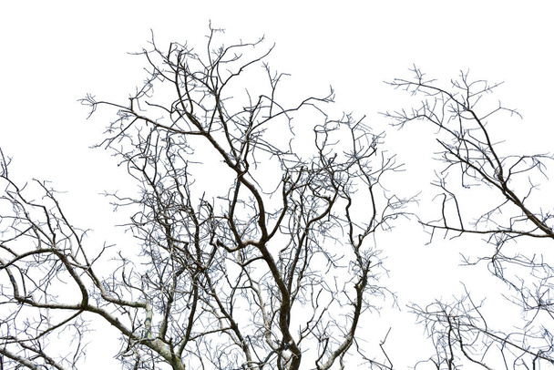 Νεκρό δέντρο απομονωμένο λευκό χωρισμένο φόντο παλιό ξηρό δέντρο φυσικό, δέντρο νεκρή έννοια. - Φωτογραφία, εικόνα