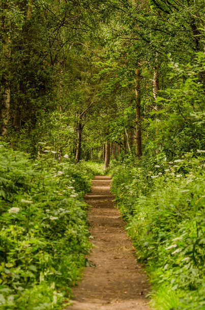 Camino que lleva a la distancia en el bosque - Foto, Imagen