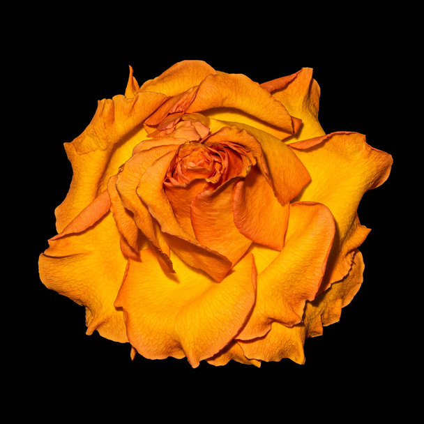 сюрреалистичный одиночный оранжевый желтый цвет розы макрос, винтажный стиль живописи, черный фон, детальная текстура - Фото, изображение
