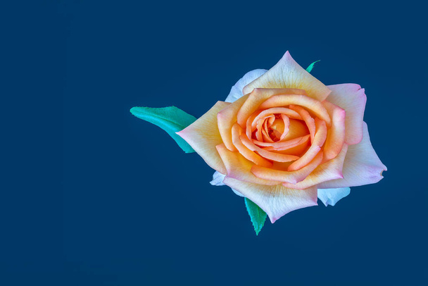 ροζ πορτοκαλί λευκό λουλούδι κίτρινο τριαντάφυλλο με μακροεντολή φύλλο σε μπλε φόντο σε στυλ pop-art ζωγραφική - Φωτογραφία, εικόνα