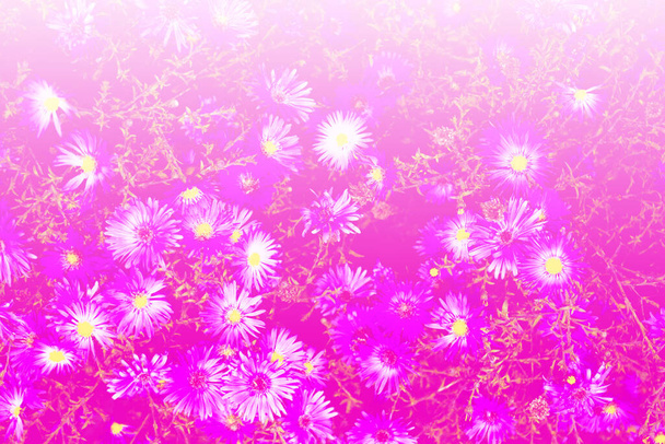 Bunte Chrysanthemenblüten vor dem Hintergrund der herbstlichen Landschaft. Natur - Foto, Bild