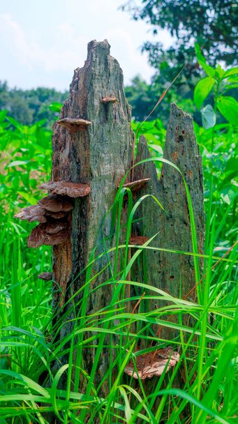 Detailní záběr na starý polámaný strom pařez a přírodní houba na mechu houby. - Fotografie, Obrázek