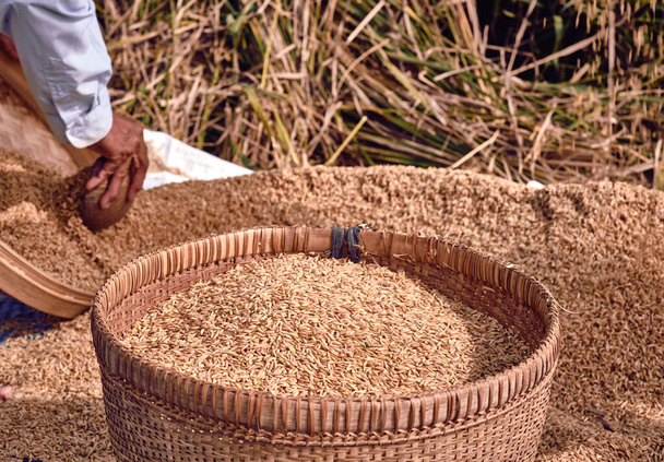 Organic brown rice in weave rattan basket trays on dry straw background - Fotografie, Obrázek