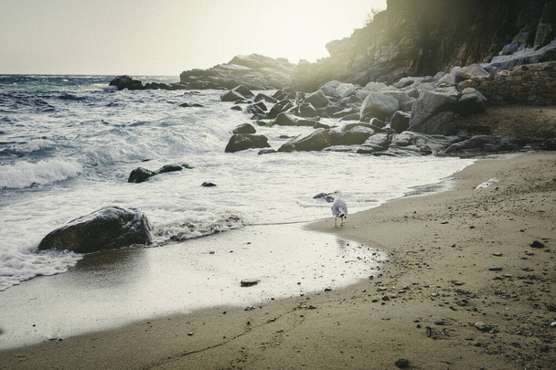 Летний закат с морской чайкой на пляже Фаса-де-Мар, Каталония Ландшафт пляжа на каталонском побережье с морской чайкой, идущей вдоль берега - Фото, изображение