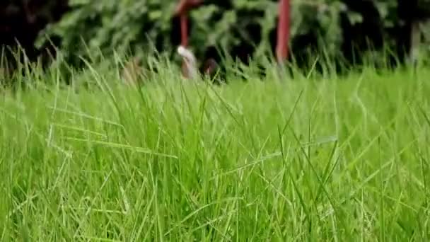 Dlouhá tráva tančí s větrem za slunečného dne - Záběry, video