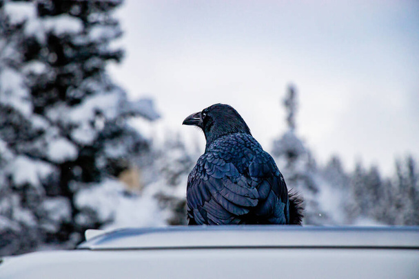 Raven sitting on a parked car, Lake Louise. Banff National Park, Alberta, Canada - Photo, Image