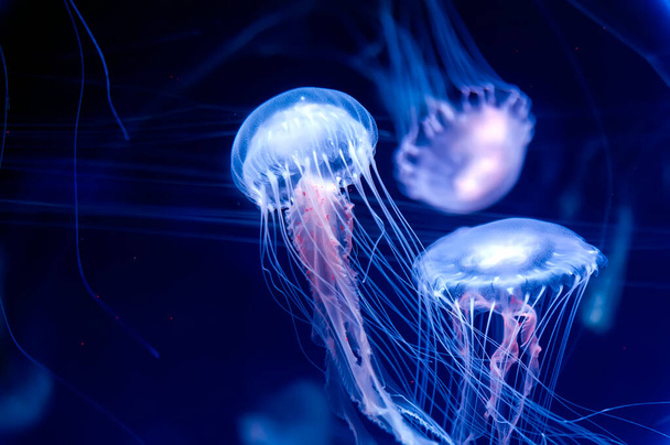 Amakusa meduusat (Sanderia malayensis) lähikuva - Valokuva, kuva