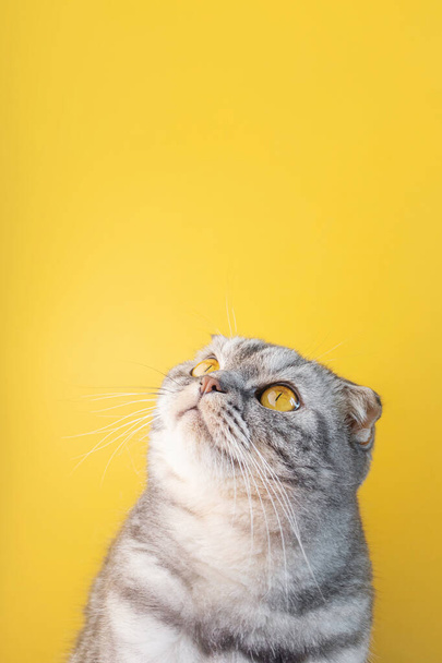 Retrato de un gato Fold escocés de rayas negras con ojos amarillos de cerca sobre un fondo amarillo. Linda mascota curiosa divertida. - Foto, Imagen