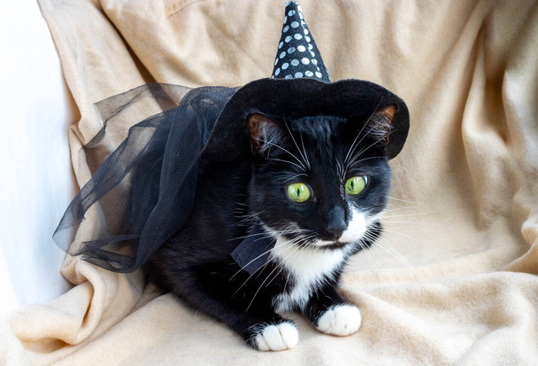 Funny black cat in a fancy dress, in a witch's hat. - Valokuva, kuva