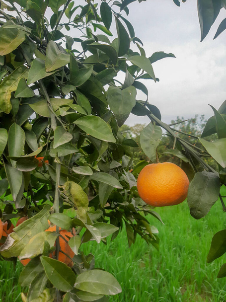 fresh oranges hang on tree - Photo, Image