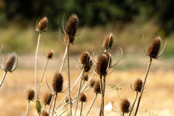 Fleur de chardon sec avec de très belles tonalités dans un champ de blé. Concentration sélective. - Photo, image