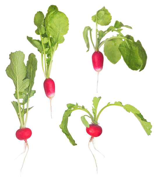 τέσσερα κόκκινα ραπανάκια με πράσινα φύλλα που απομονώνονται σε λευκό φόντο - Φωτογραφία, εικόνα
