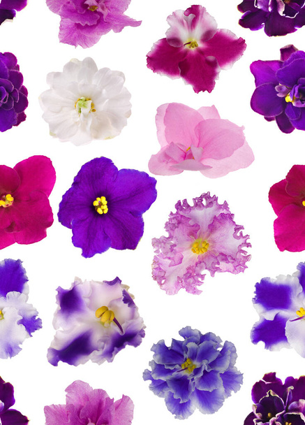 seamless background from violet isolated flower blooms - Photo, Image