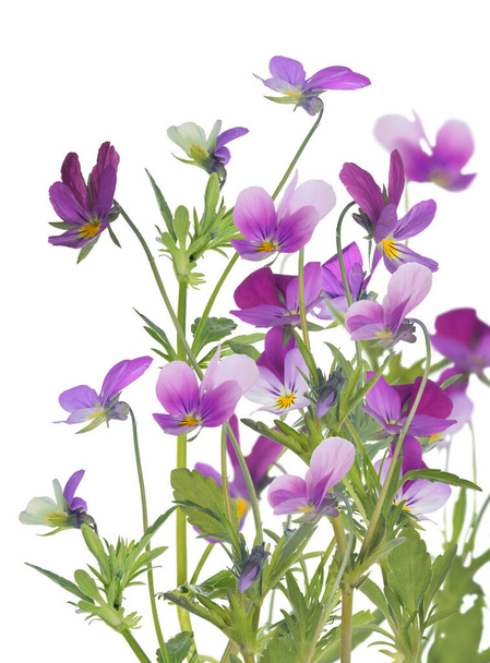 Bledé květy izolované na bílém pozadí - Fotografie, Obrázek