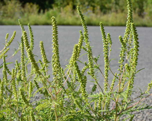 Kesällä ragweed (Ambrosia artemisiifolia) kasvaa luonnossa - Valokuva, kuva