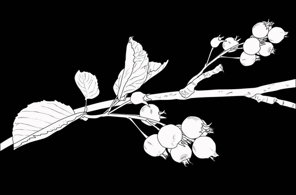 illust con la rama del bosquejo del shadbush aislado en el fondo negro - Vector, imagen