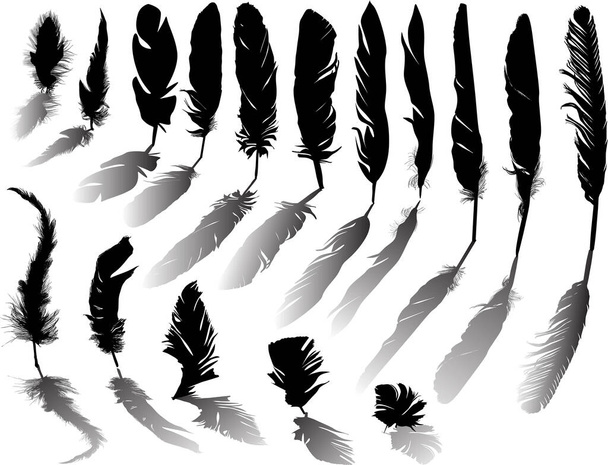 Illustration mit schwarzen Federn auf weißem Hintergrund - Vektor, Bild