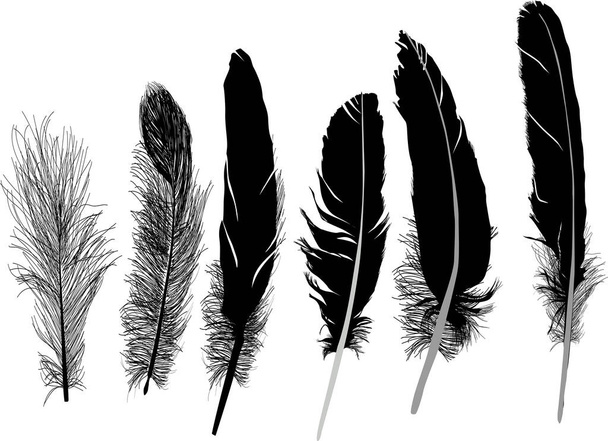 ilustración con seis plumas aisladas sobre fondo blanco - Vector, imagen