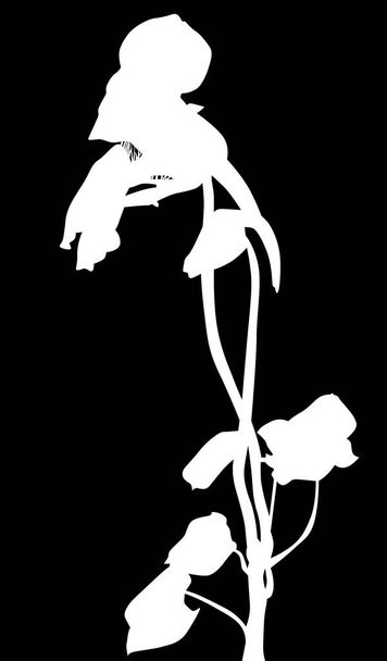 απεικόνιση με nasturtium silhouette απομονωμένη σε μαύρο φόντο - Διάνυσμα, εικόνα
