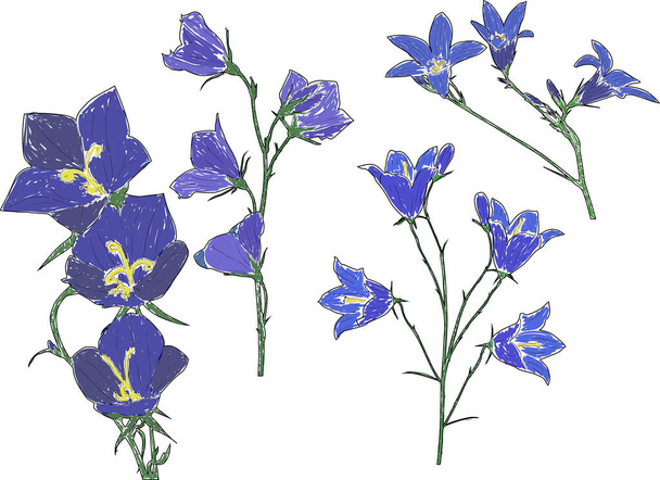 απεικόνιση με τέσσερα μπλε λουλούδια καμπανούλα απομονώνονται σε λευκό φόντο - Διάνυσμα, εικόνα