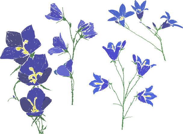Beyaz arkaplanda izole edilmiş dört mavi campanula çiçeğiyle illüstrasyon - Vektör, Görsel