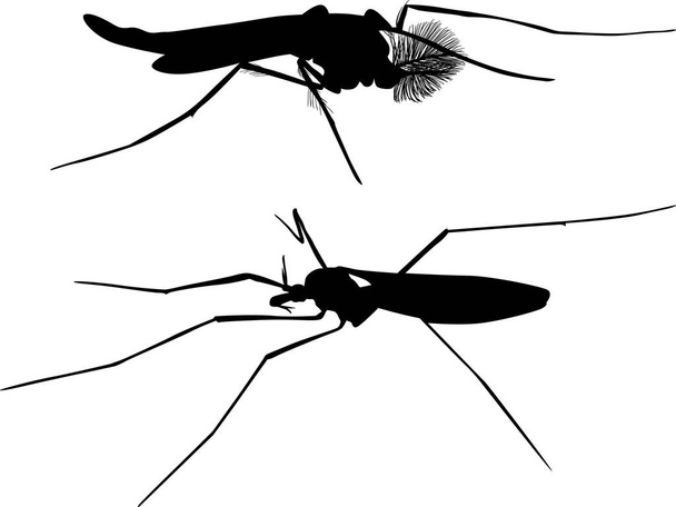 白い背景に2つの蚊のシルエットが描かれたイラスト - ベクター画像