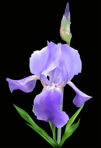 ilustración con iris azul aislado sobre fondo negro - Vector, Imagen