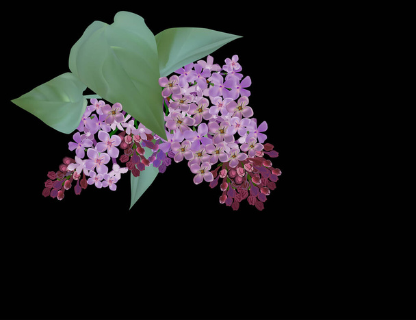 illustration with lilac flower branch isolated on black background - Vector, Image