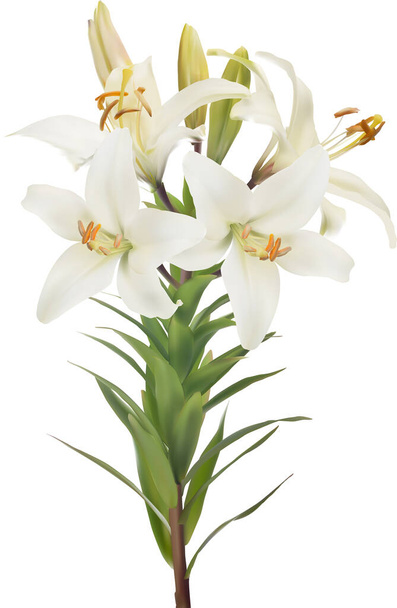 иллюстрация с легкими цветами лилии изолированы на белом фоне - Вектор,изображение