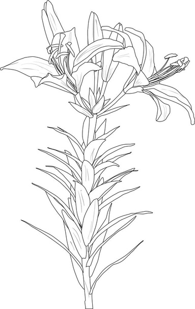 иллюстрация с цветочным эскизом лилии на белом фоне - Вектор,изображение