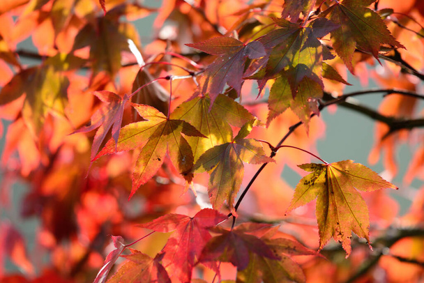 Közelkép a vörös levelek egy japán juhar (acer japonicum) fa. - Fotó, kép