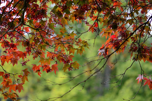 Közelkép a vörös levelek egy japán juhar (acer japonicum) fa. - Fotó, kép