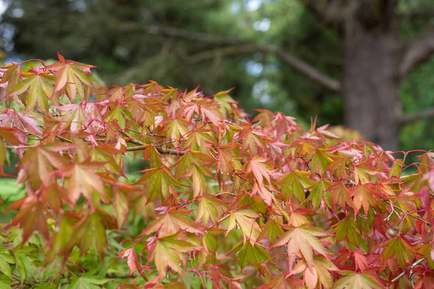Primer plano de las hojas en un árbol de arce japonés (acer japonicum) - Foto, imagen