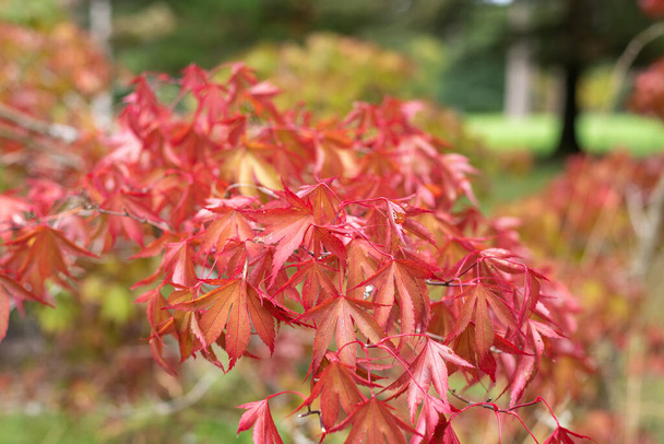Primer plano de hojas rojas en un arce japonés (acer japonicum) árbol. - Foto, imagen