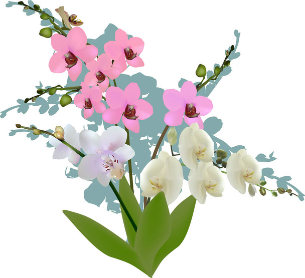 illustration with bunch of orchids isolated on white background - Vector, Image