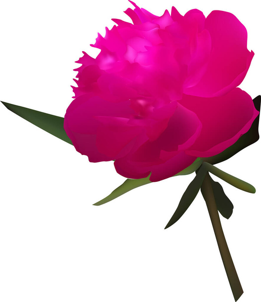 illustrazione con fiore di peonia rosa isolato su sfondo bianco - Vettoriali, immagini
