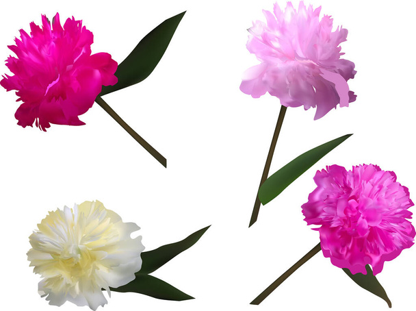 απεικόνιση με ομάδα παιώνιων λουλουδιών που απομονώνονται σε λευκό φόντο - Διάνυσμα, εικόνα