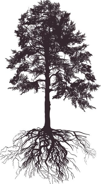Ilustração com silhueta de pinheiro isolada sobre fundo branco - Vetor, Imagem