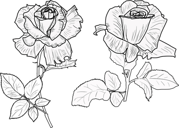 ilustración con pequeños bocetos de rosa aislados sobre fondo blanco - Vector, Imagen