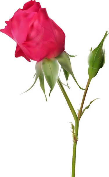 illustratie met enkele rode roos bloem knop geïsoleerd op witte achtergrond - Vector, afbeelding