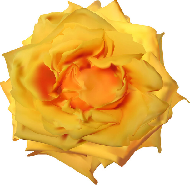 ilustrace s jedním oranžová růže květiny izolované na bílém pozadí - Vektor, obrázek